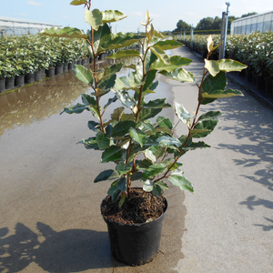 Elaeagnus Ebbingei 'Compacta'